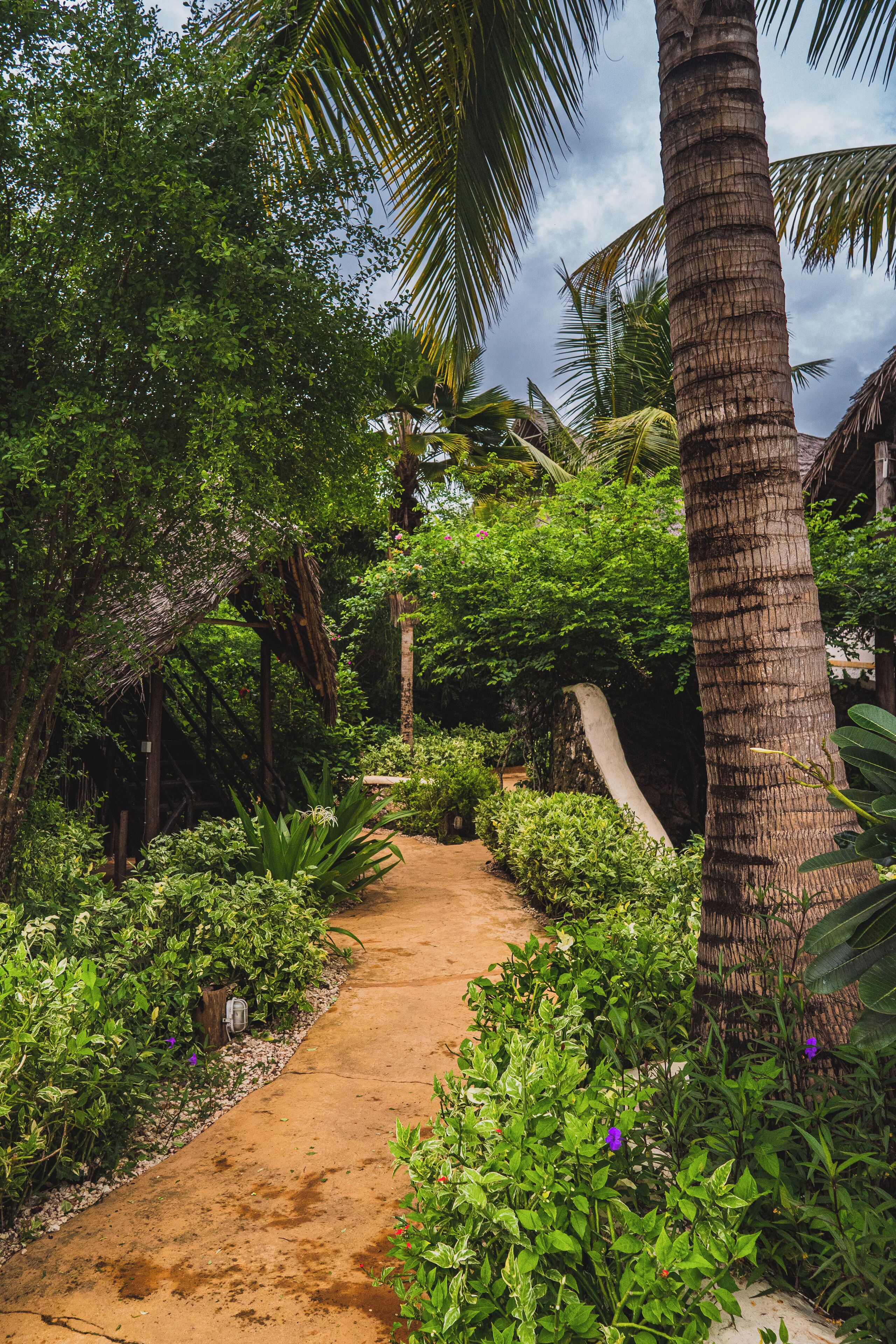 A garden path surrounded by lush greenery and palm trees.