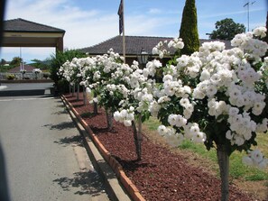 A row of white flowering plants along a roadside, a building with a tiled roof, and a clear sky. - Bushmans Motor Inn (Parkes)