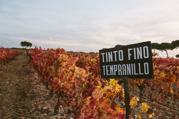 Viñedo con hileras de vides y un cartel que dice 'Tinto Fino Tempranillo'.