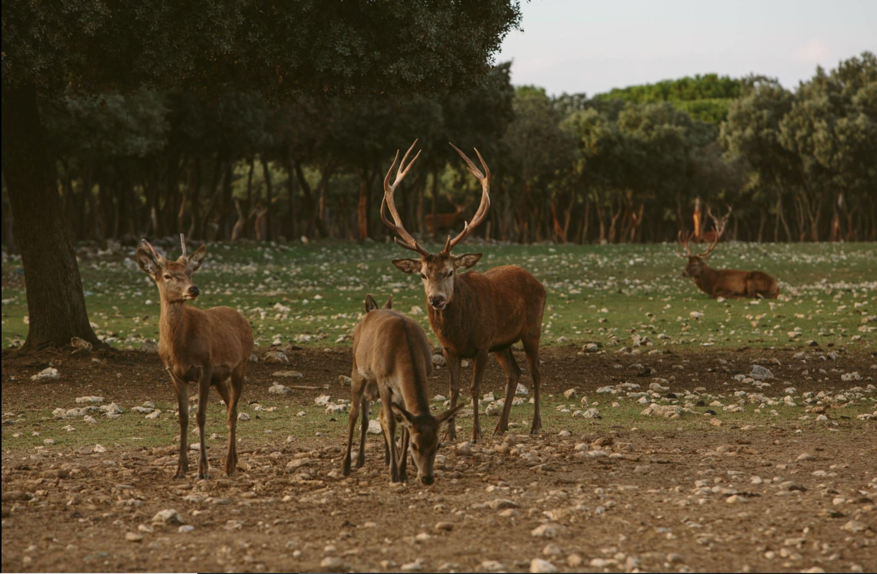 Photo - Hotel & Spa Arzuaga