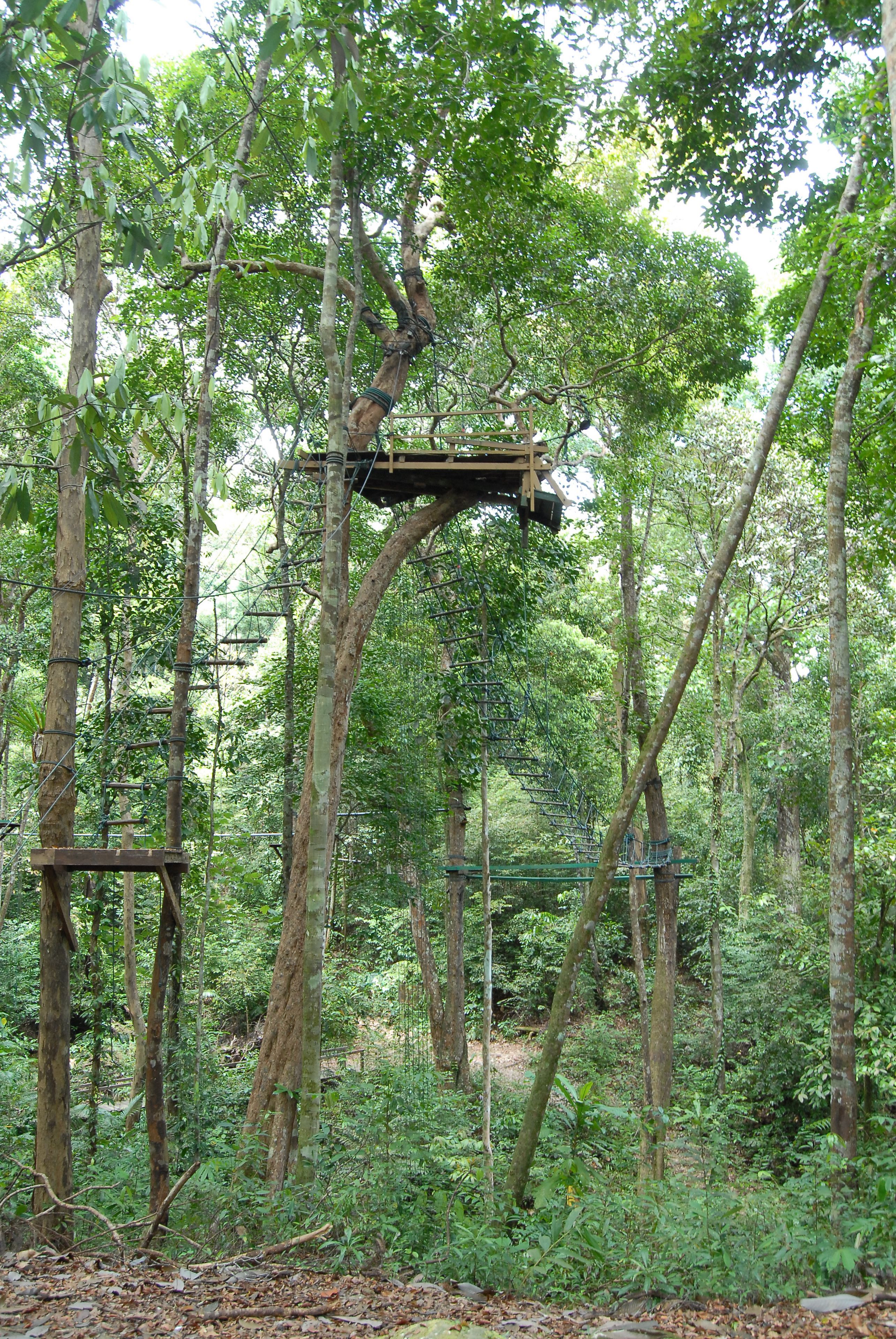 A forested area with a wooden platform suspended by ropes among the trees.