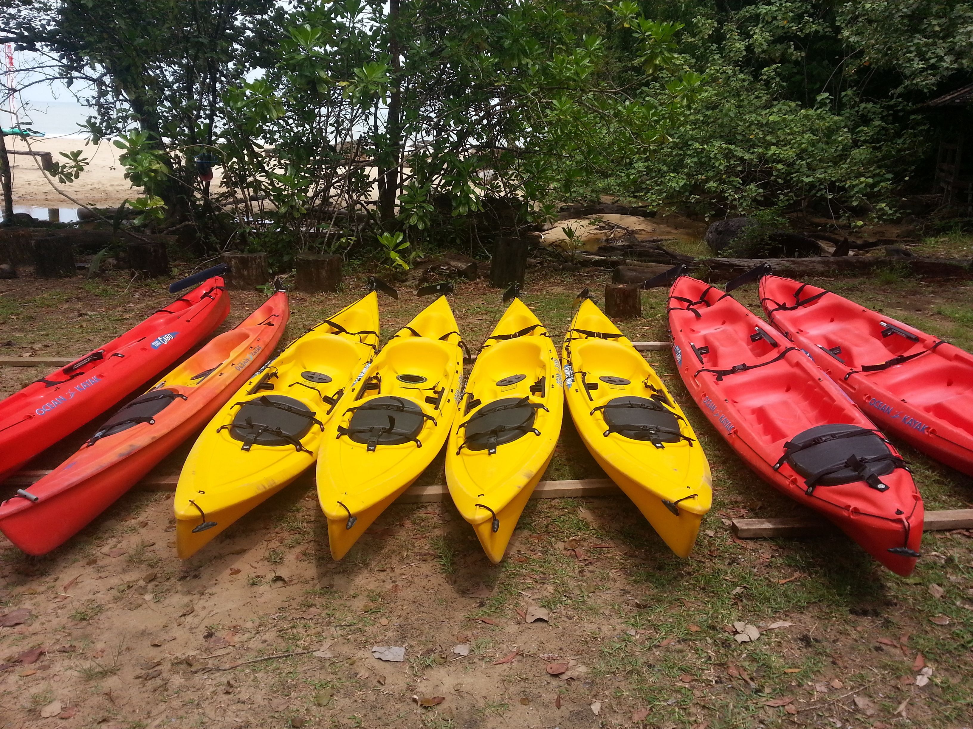 Une rangée de kayaks est alignée sur un chemin de terre, avec une plage et des arbres en arrière-plan.