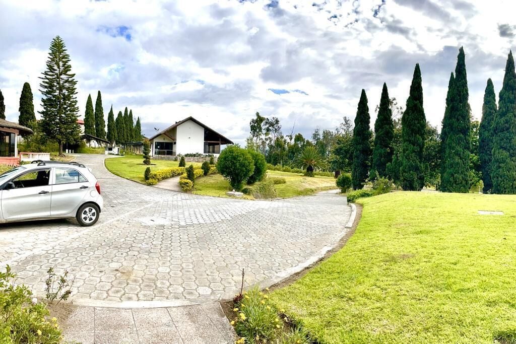 A residential area with a paved driveway leading to a house surrounded by greenery and tall trees.