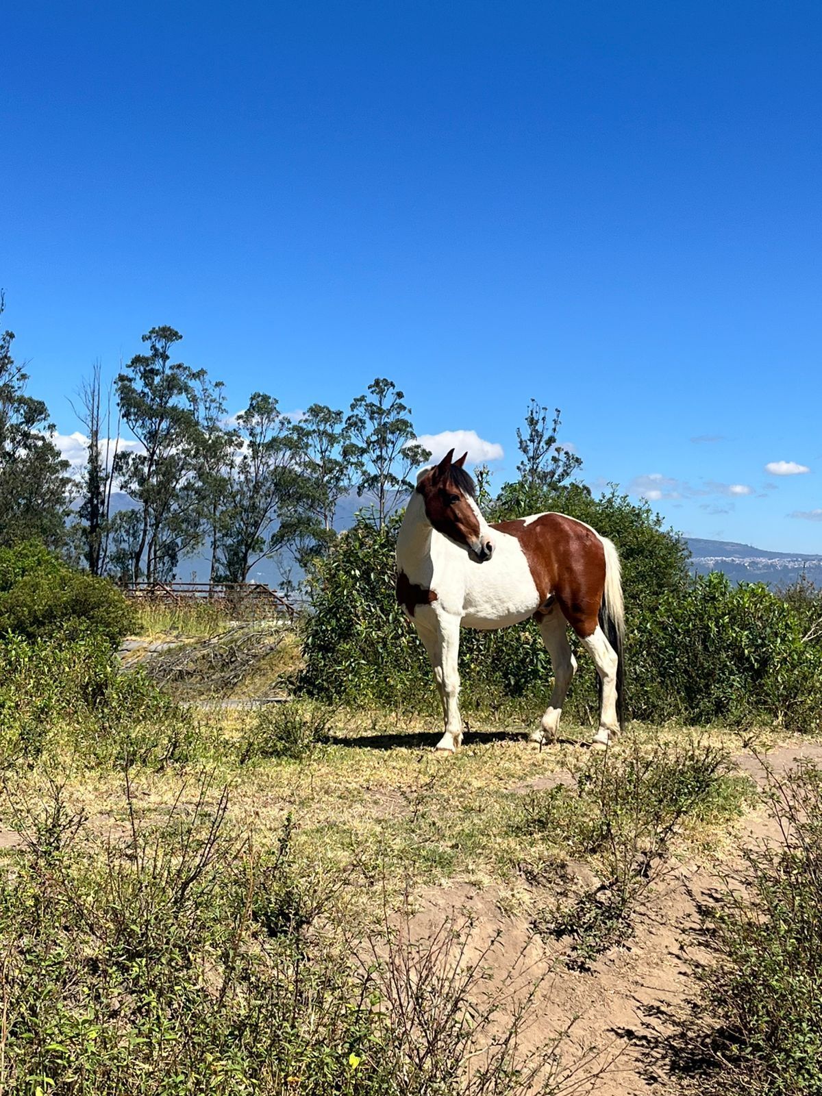 Een paard staat in een natuurlandschap met bomen en een heldere lucht.