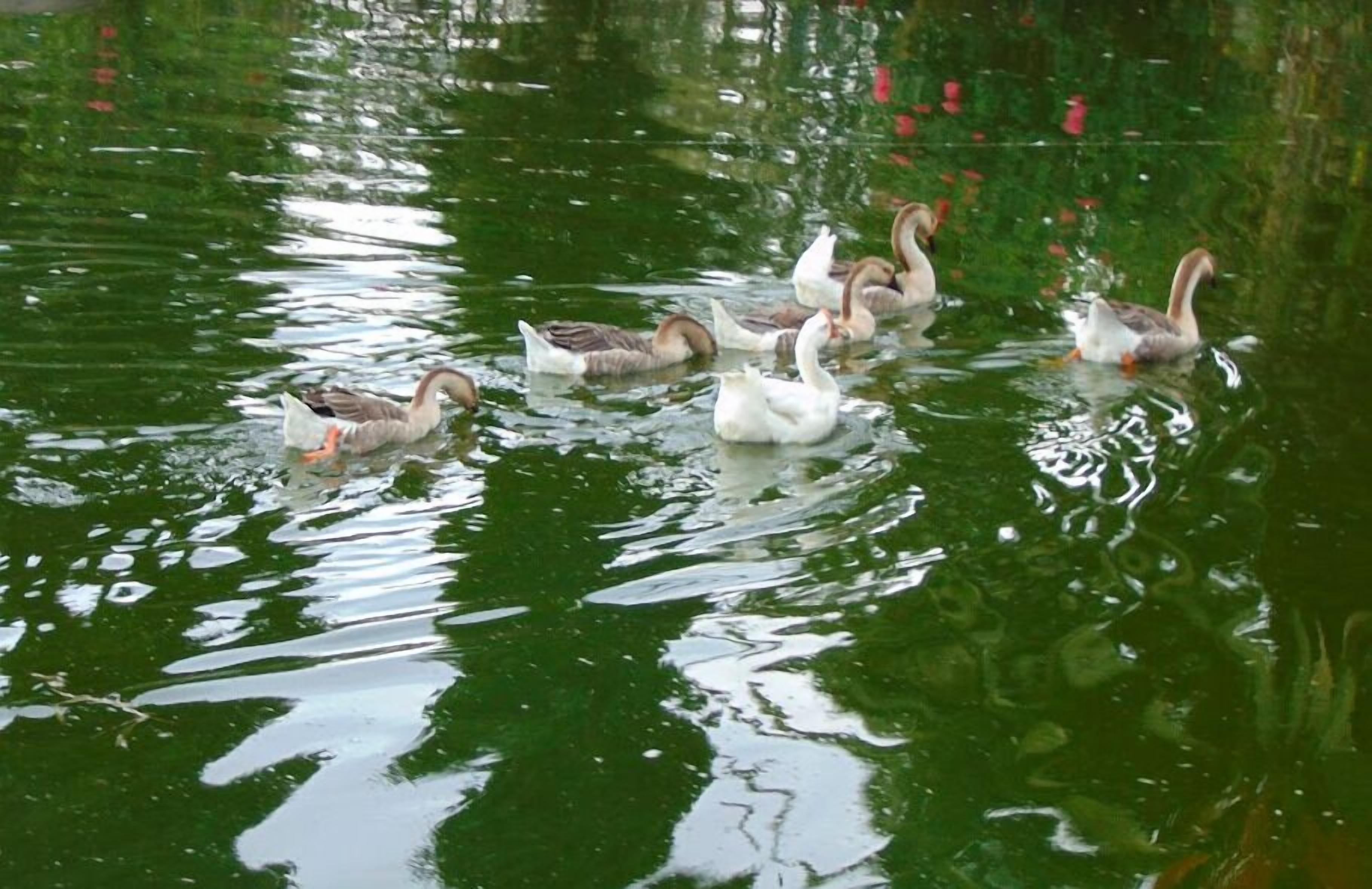 Un grupo de cisnes nadando en un estanque con reflejos de la vegetación circundante.