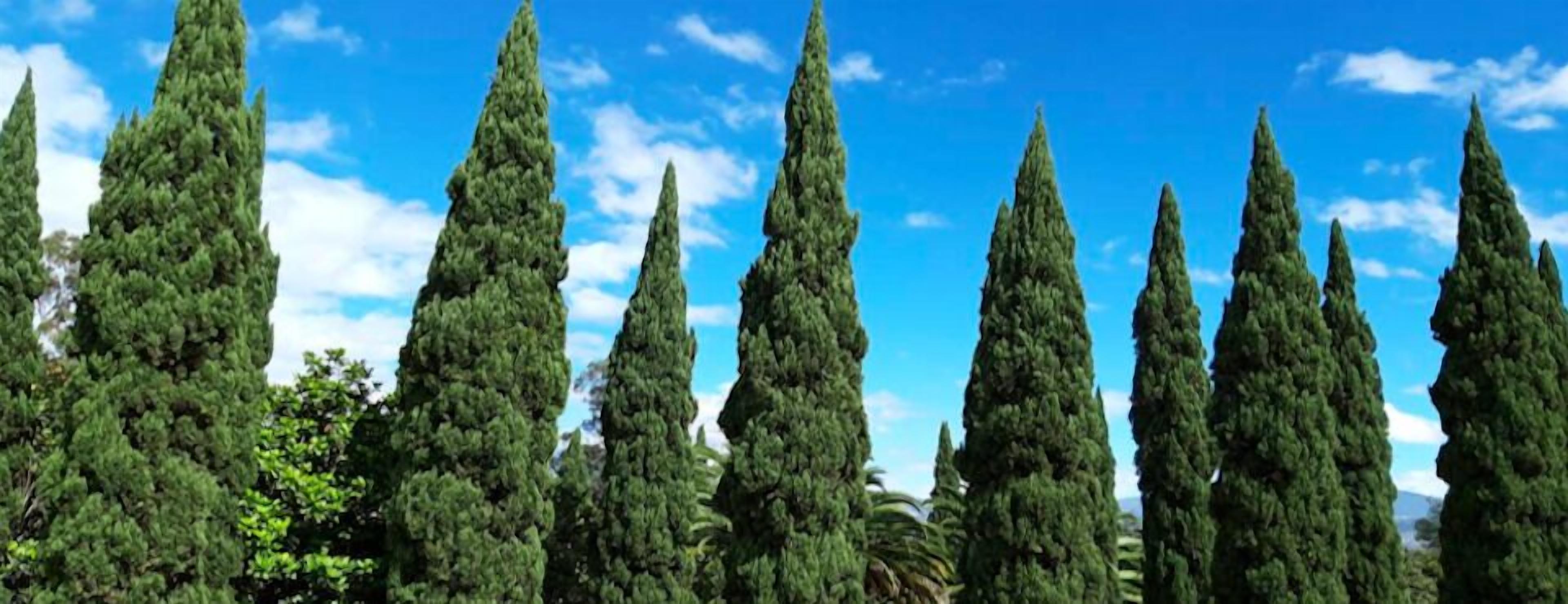 A row of tall, slender trees against a clear blue sky.