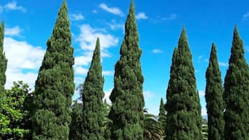 A row of tall, slender trees against a clear blue sky.
