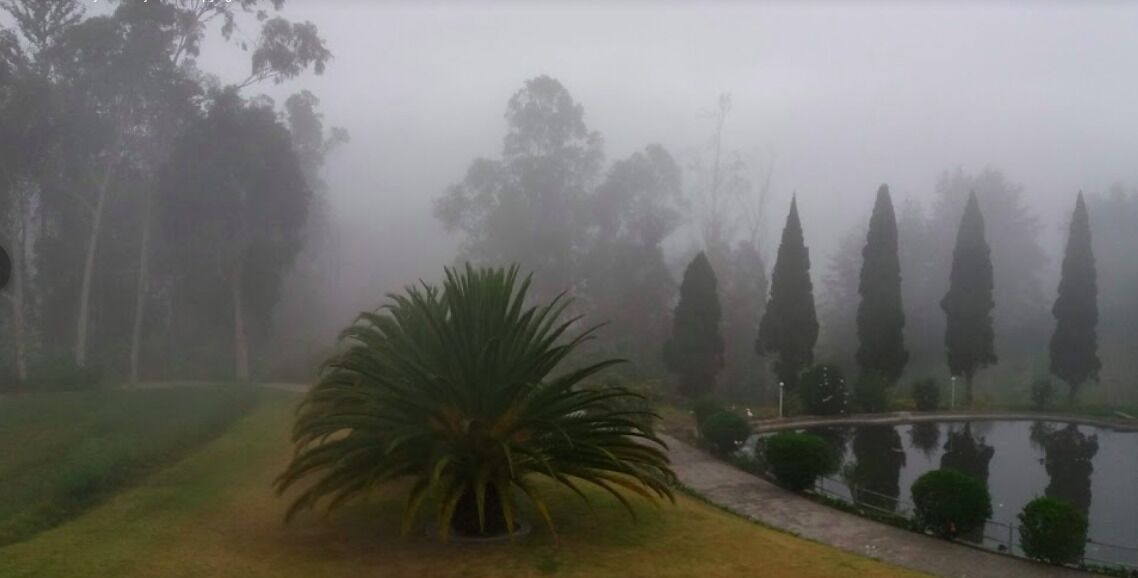 A misty landscape with a pond, a palm tree, and tall trees in the background.