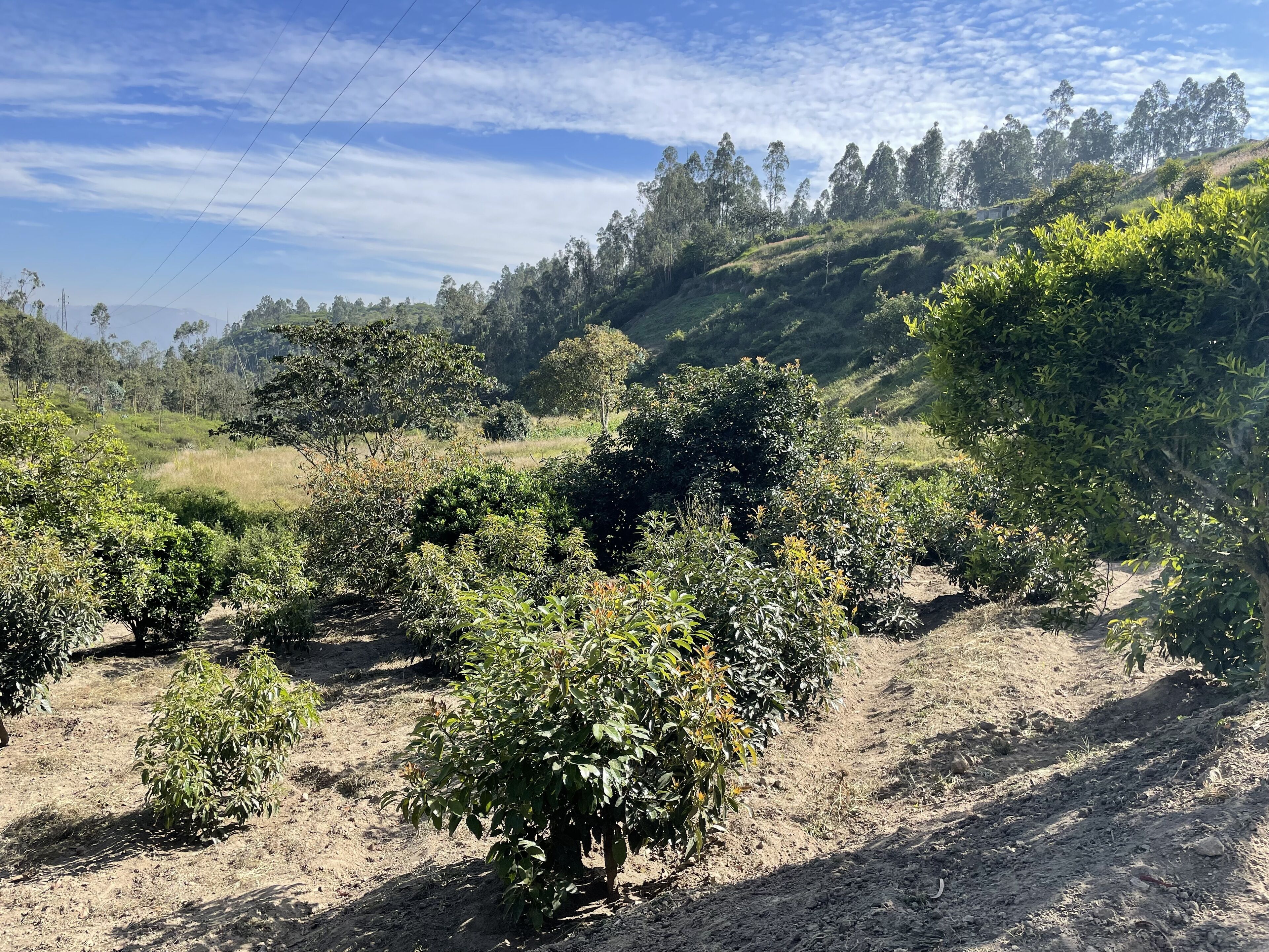 Paisaje rural con un sendero de tierra, vegetación densa y un fondo montañoso.