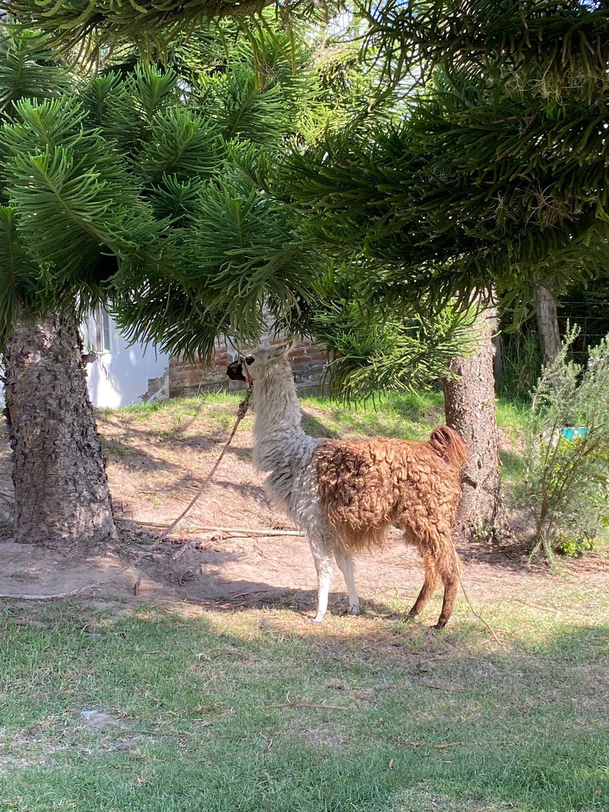 Un lama se tient sous un arbre, dans une zone herbeuse.