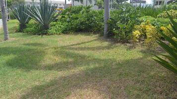 A grassy area with various plants and trees.