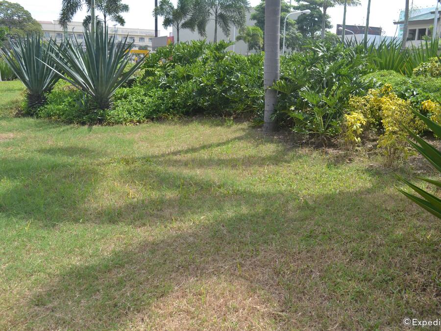 A grassy area with various plants and trees.