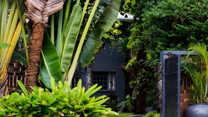 Un jardín con una palmera grande, un muro de ladrillo y una reja metálica.