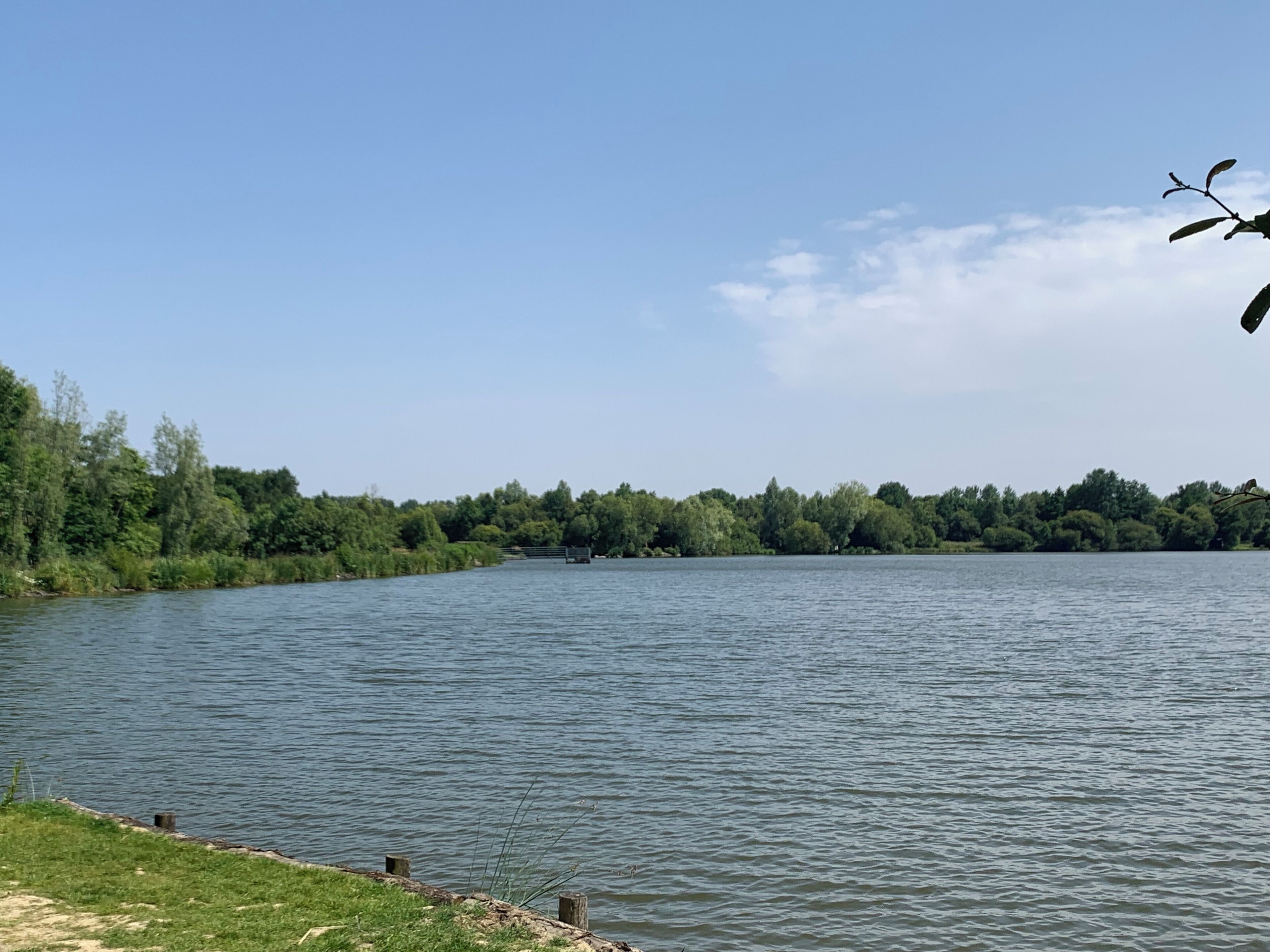 Un lac paisible, bordé d’une rive herbeuse et avec des arbres en arrière-plan.