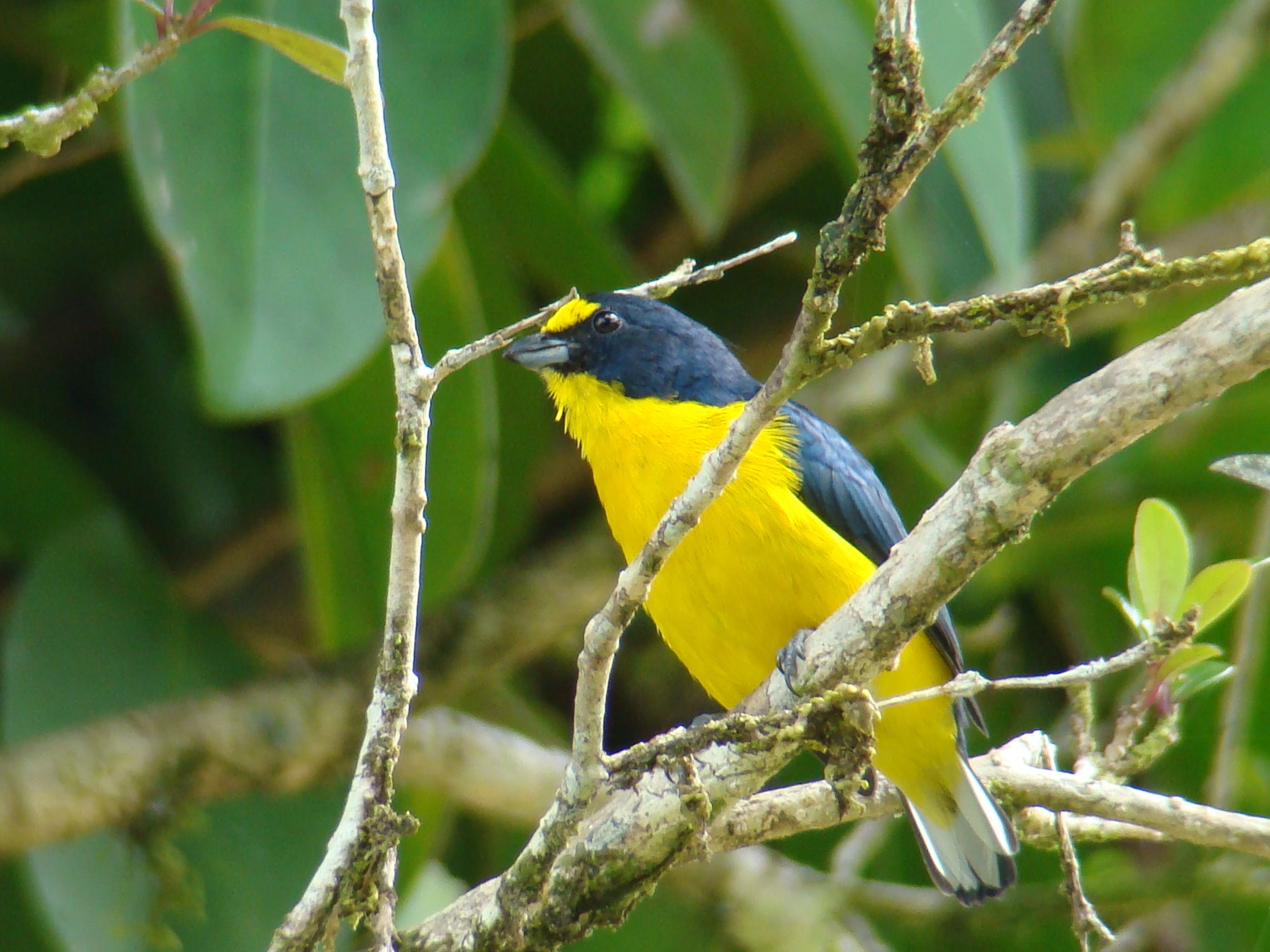 Un oiseau était perché sur une branche.