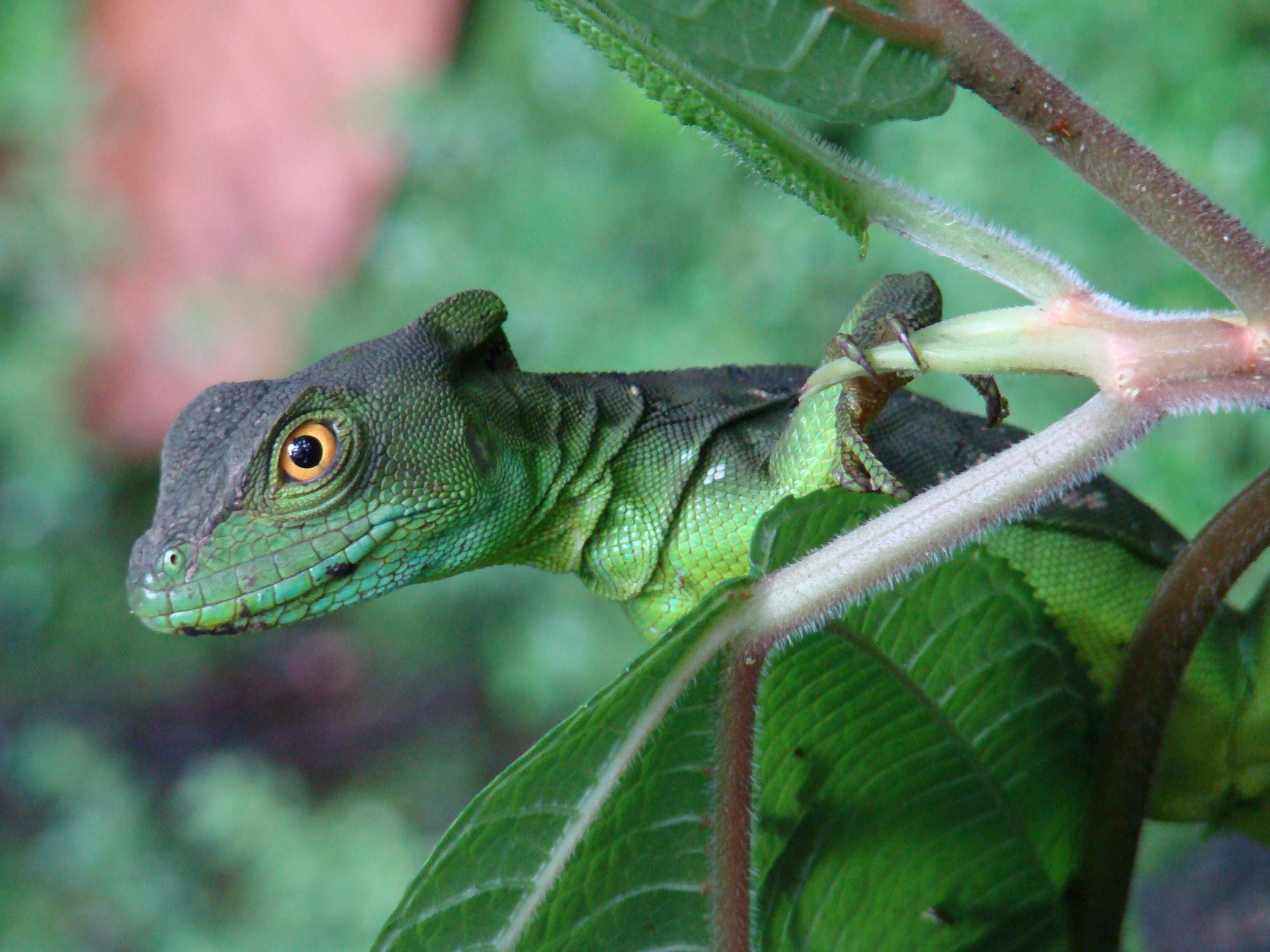 Foto - Hotel Eco Arenal