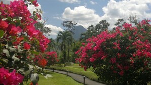 Un sentiero immerso nel verde, con rigogliosi fiori di bougainvillea rosa.
