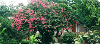Eco Arenal Hotel