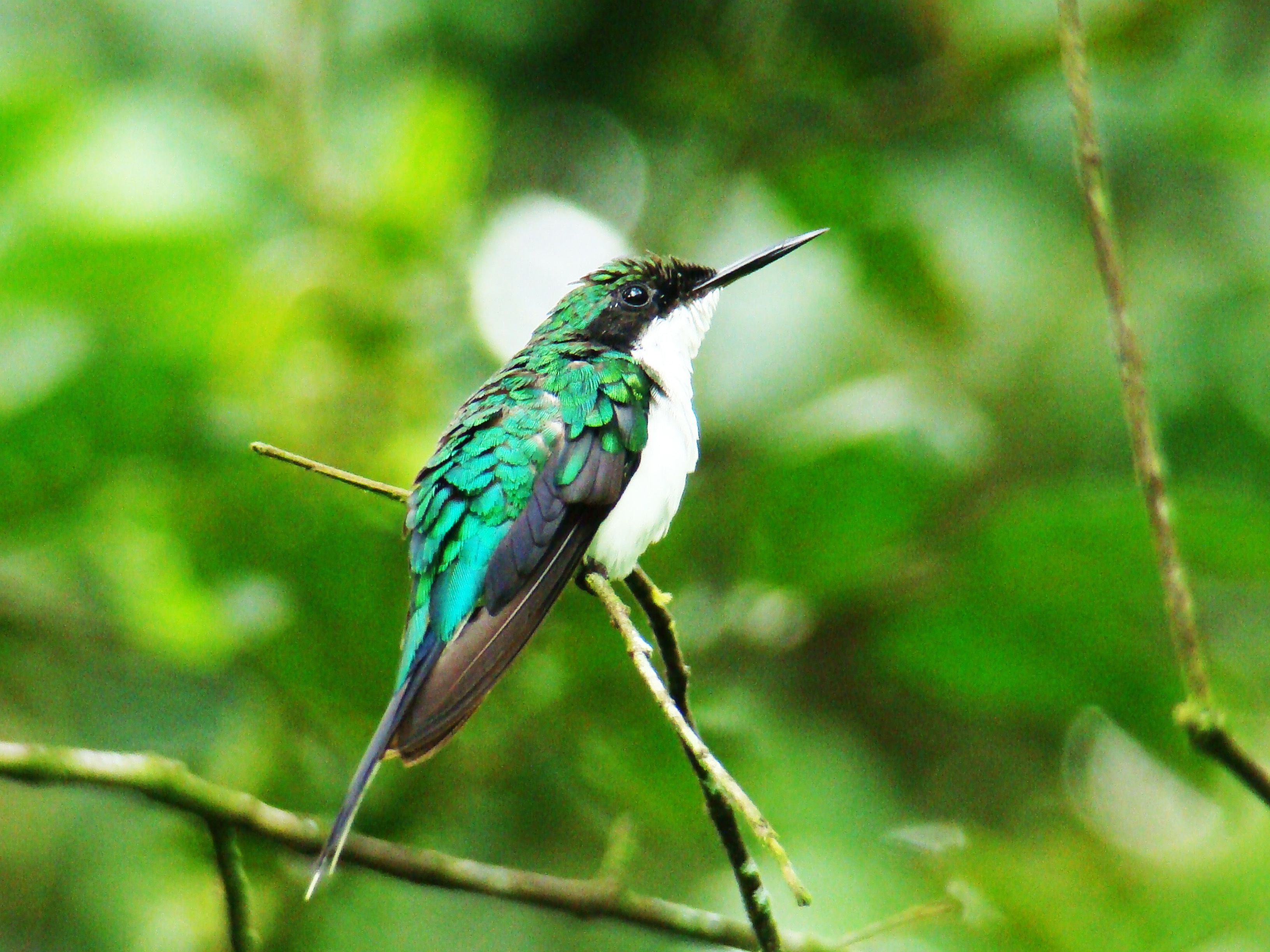 Foto - Hotel Eco Arenal