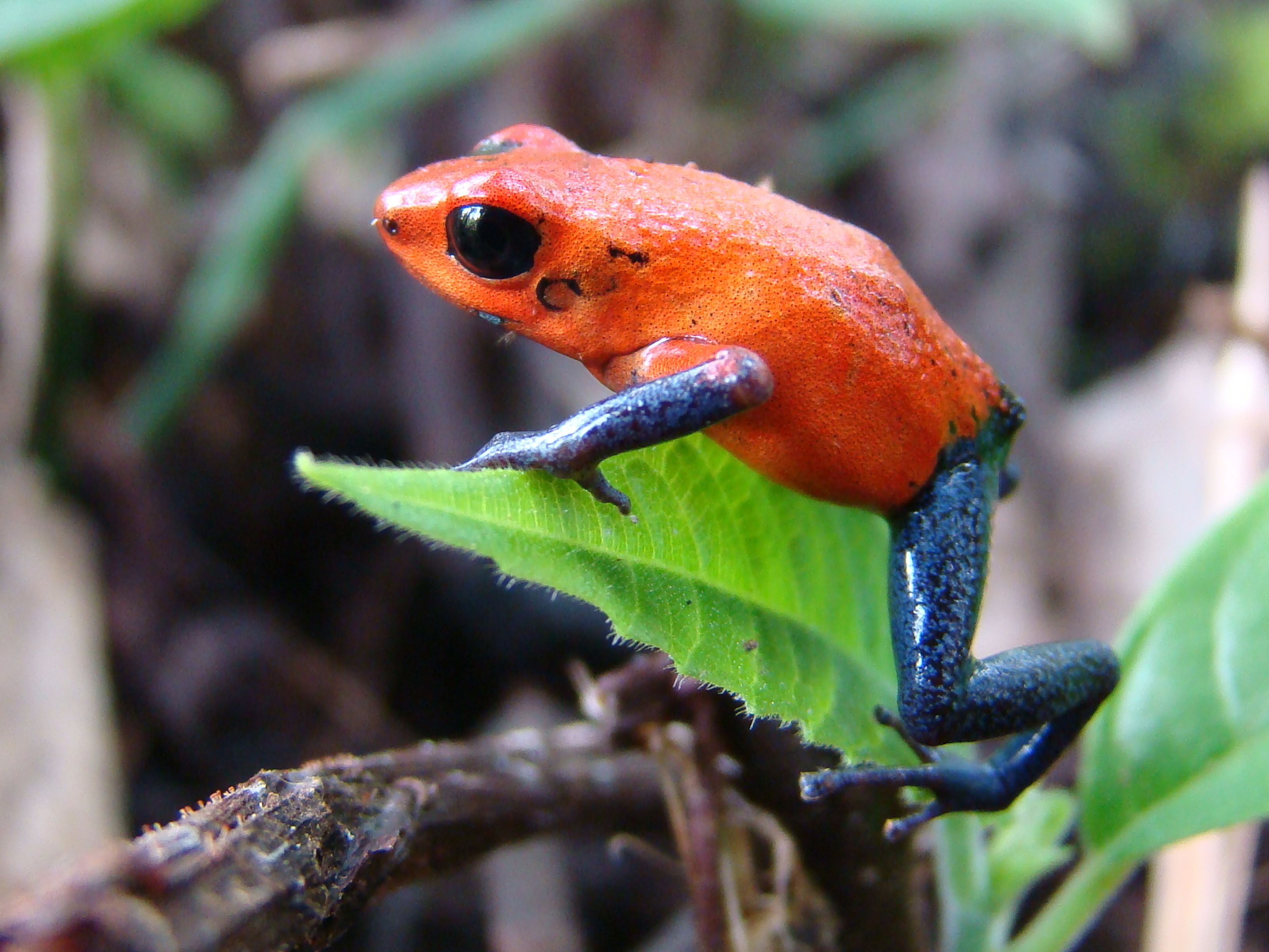 Una rana sobre una hoja verde.