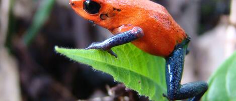Una rana sobre una hoja verde.