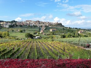 A vineyard with rows of grapevines and a town on a hill in the background. - Agriturismo La Pietriccia (Chianciano Terme)