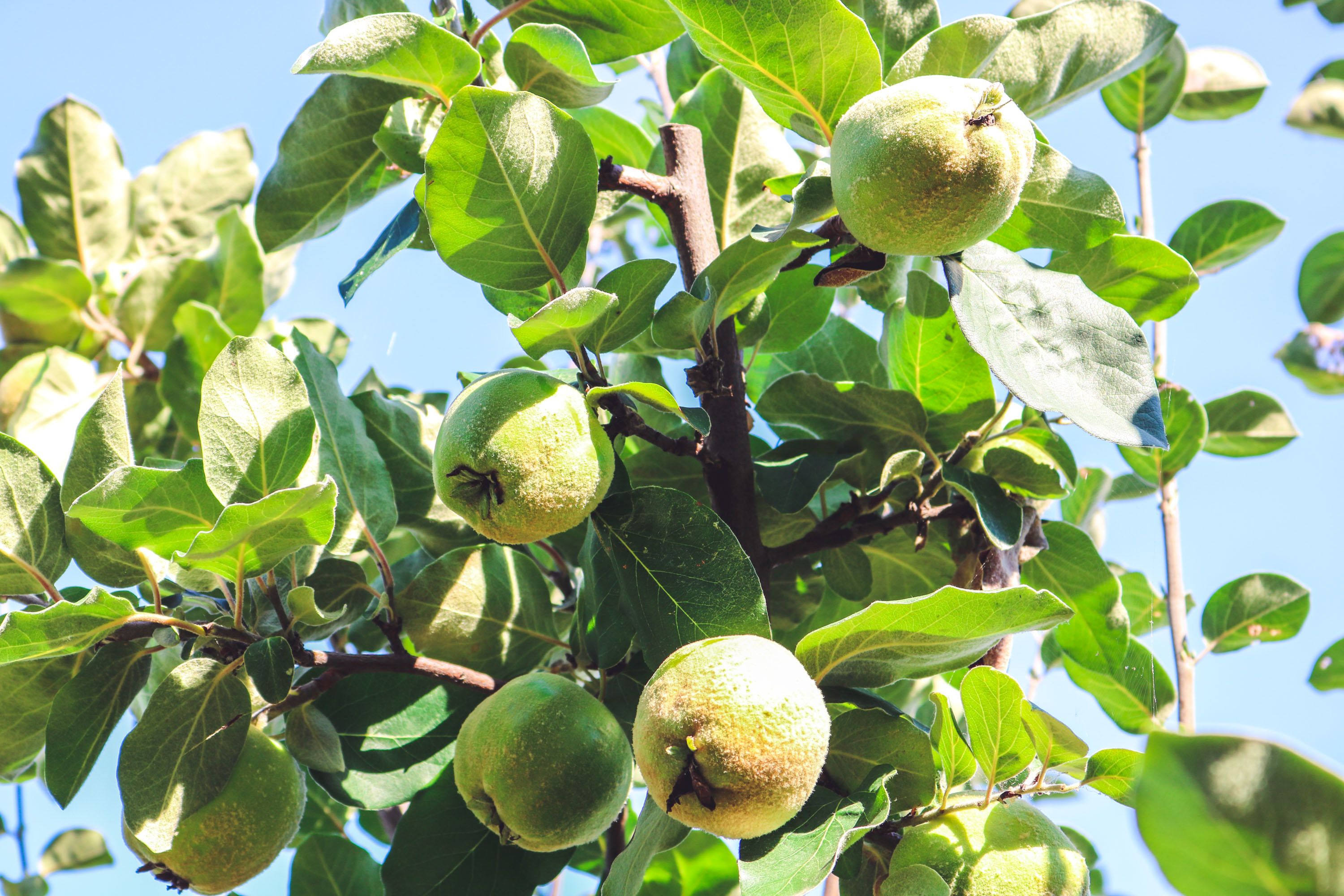 A tree with green leaves and unripe fruits.