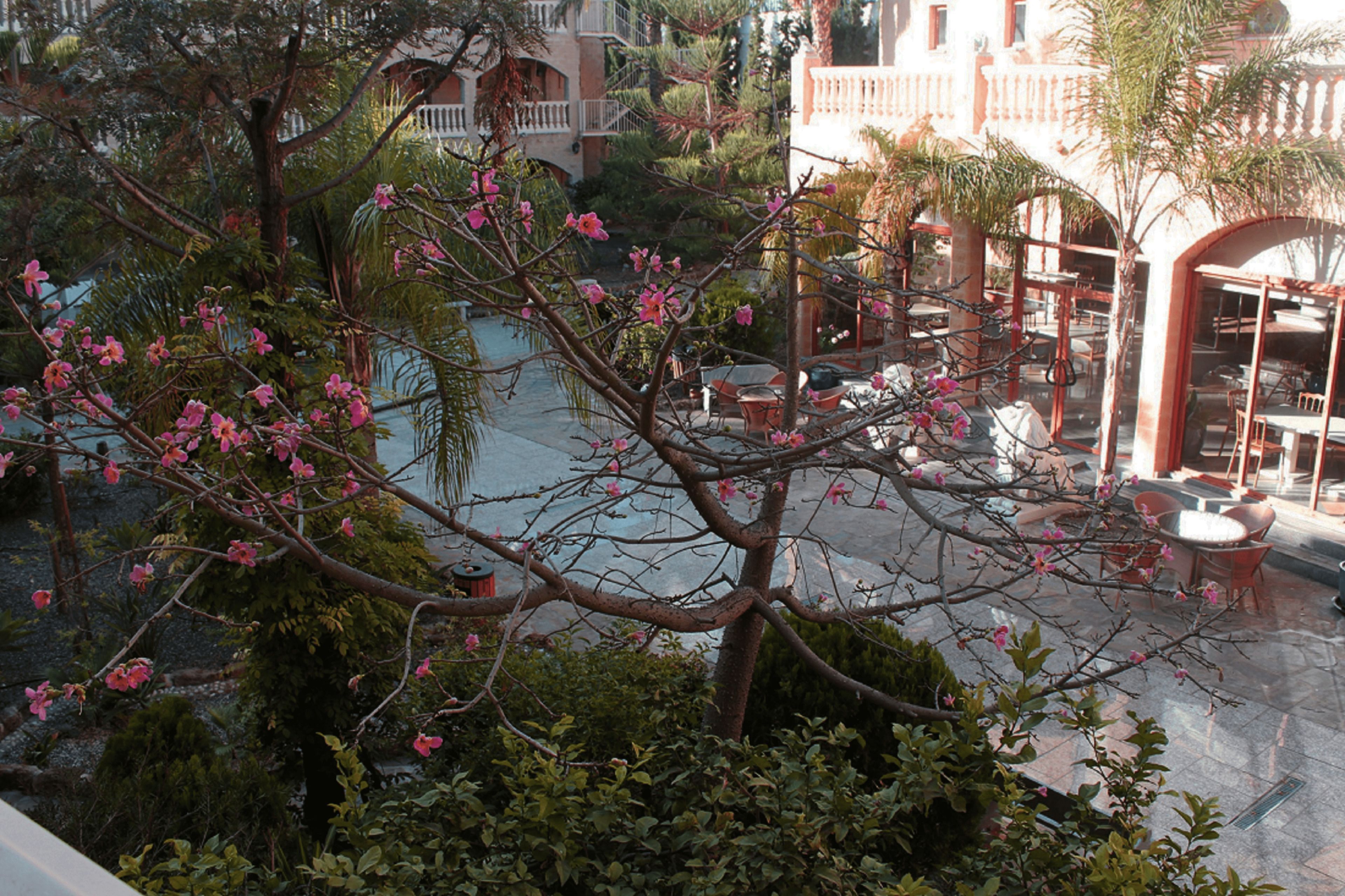 Une cour avec une piscine, des sièges d’extérieur et un arbre aux fleurs roses.
