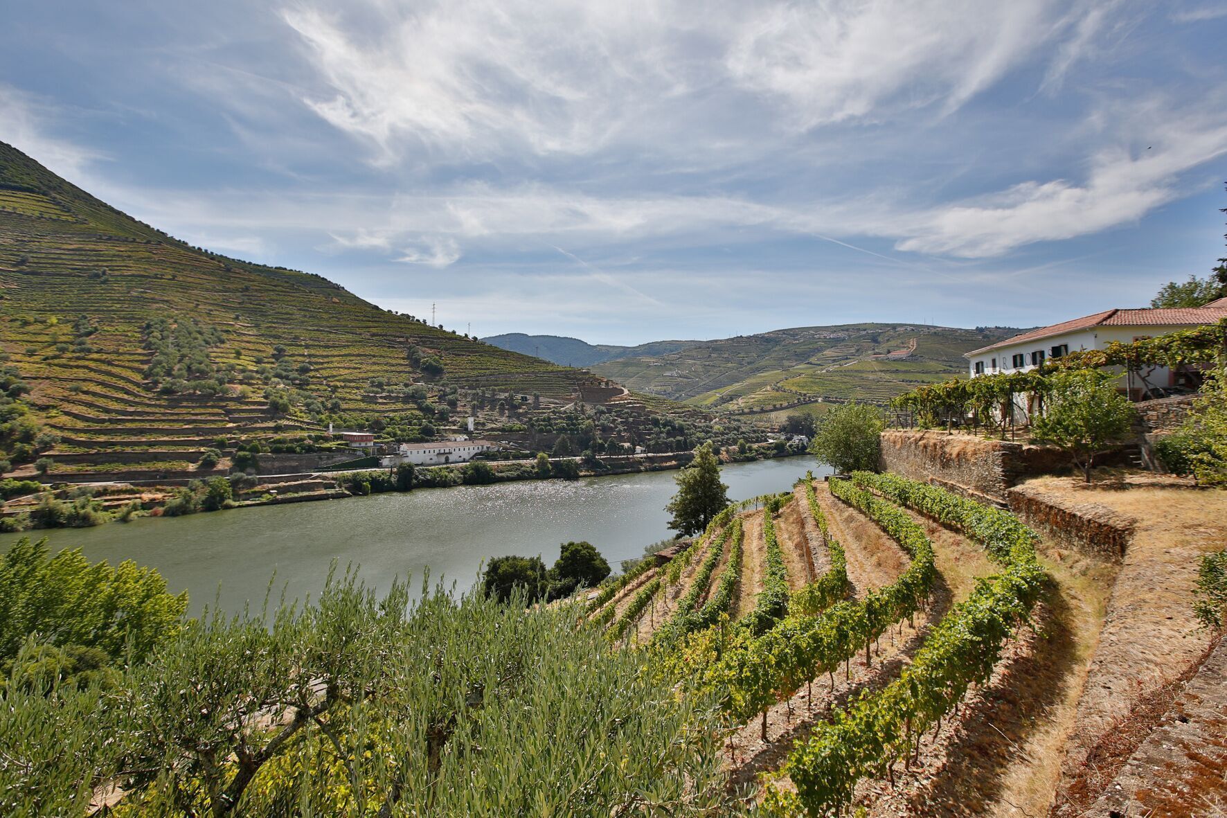 A vineyard with terraced fields and a river in the background.