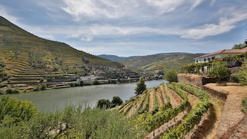 Viñedo con campos en terrazas y un río al fondo.