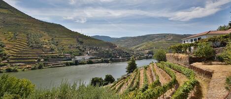 Viñedo con campos en terrazas y un río al fondo.