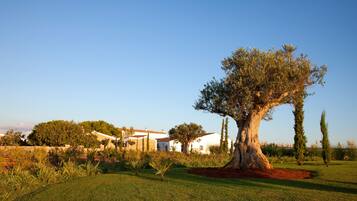 A large tree in a well-maintained garden with a white building in the background.