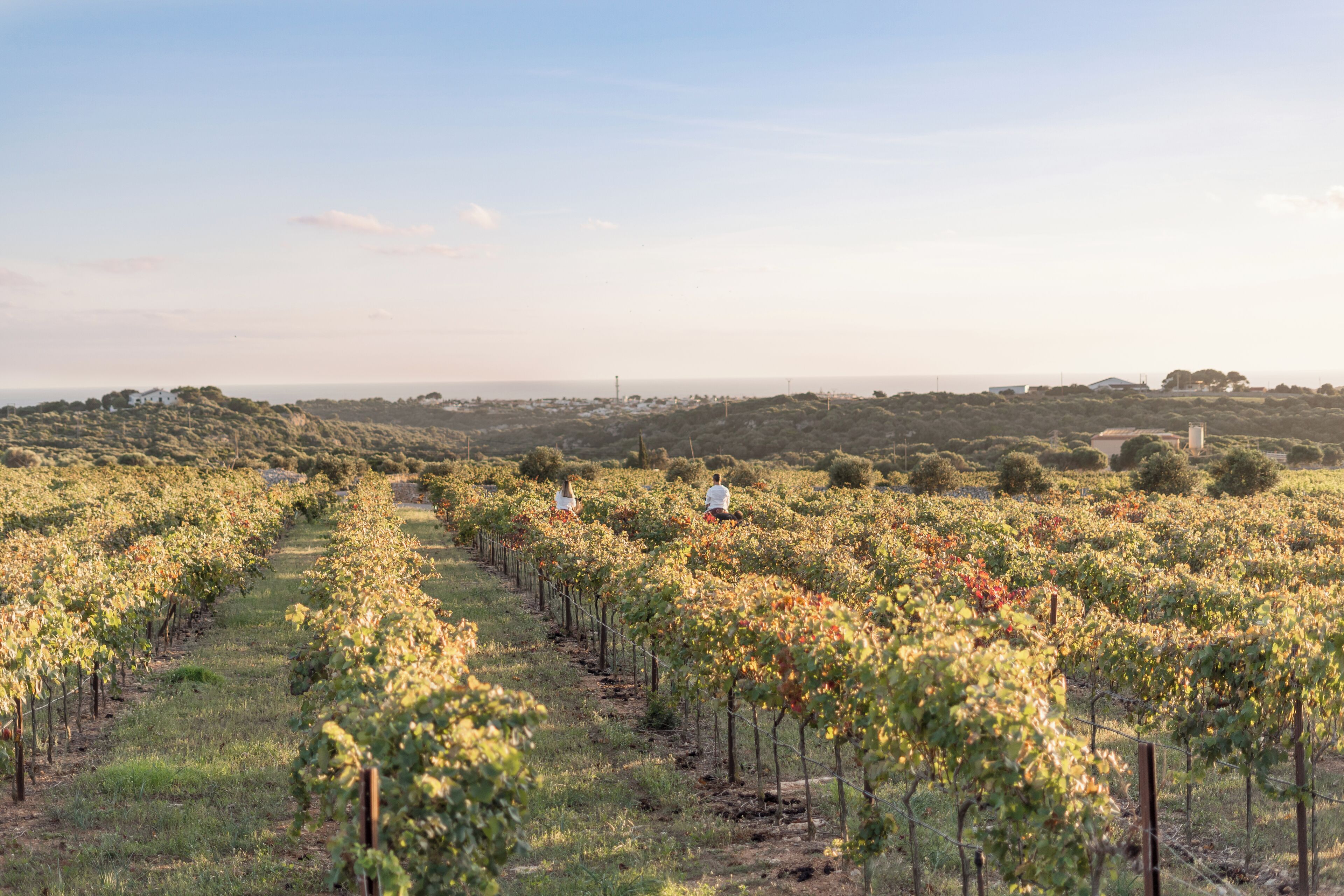A vineyard with rows of grapevines and a person walking through the rows.