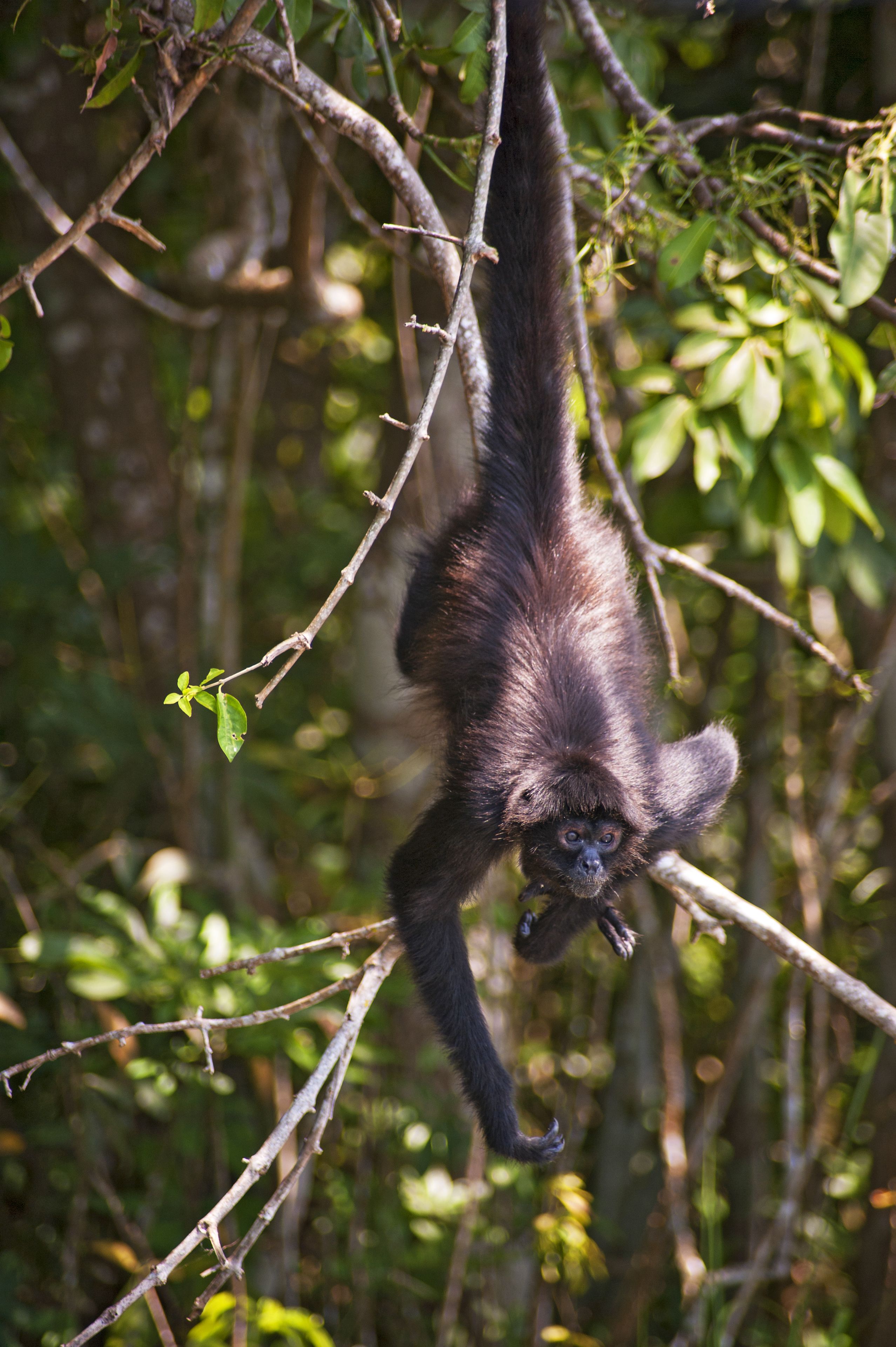 A primate hanging from a tree branch in a forested area.