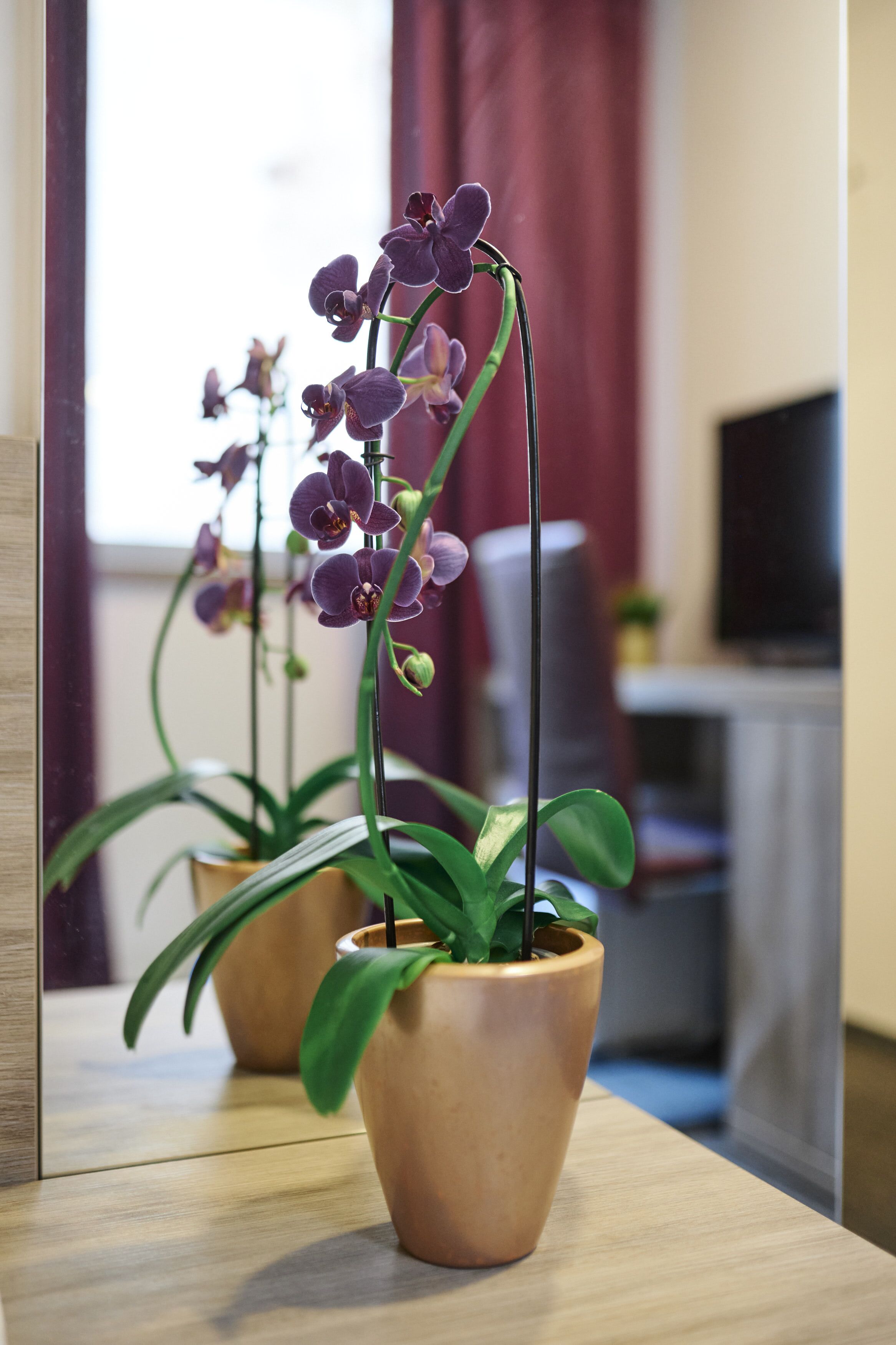 Foto - Hotel Meksiko