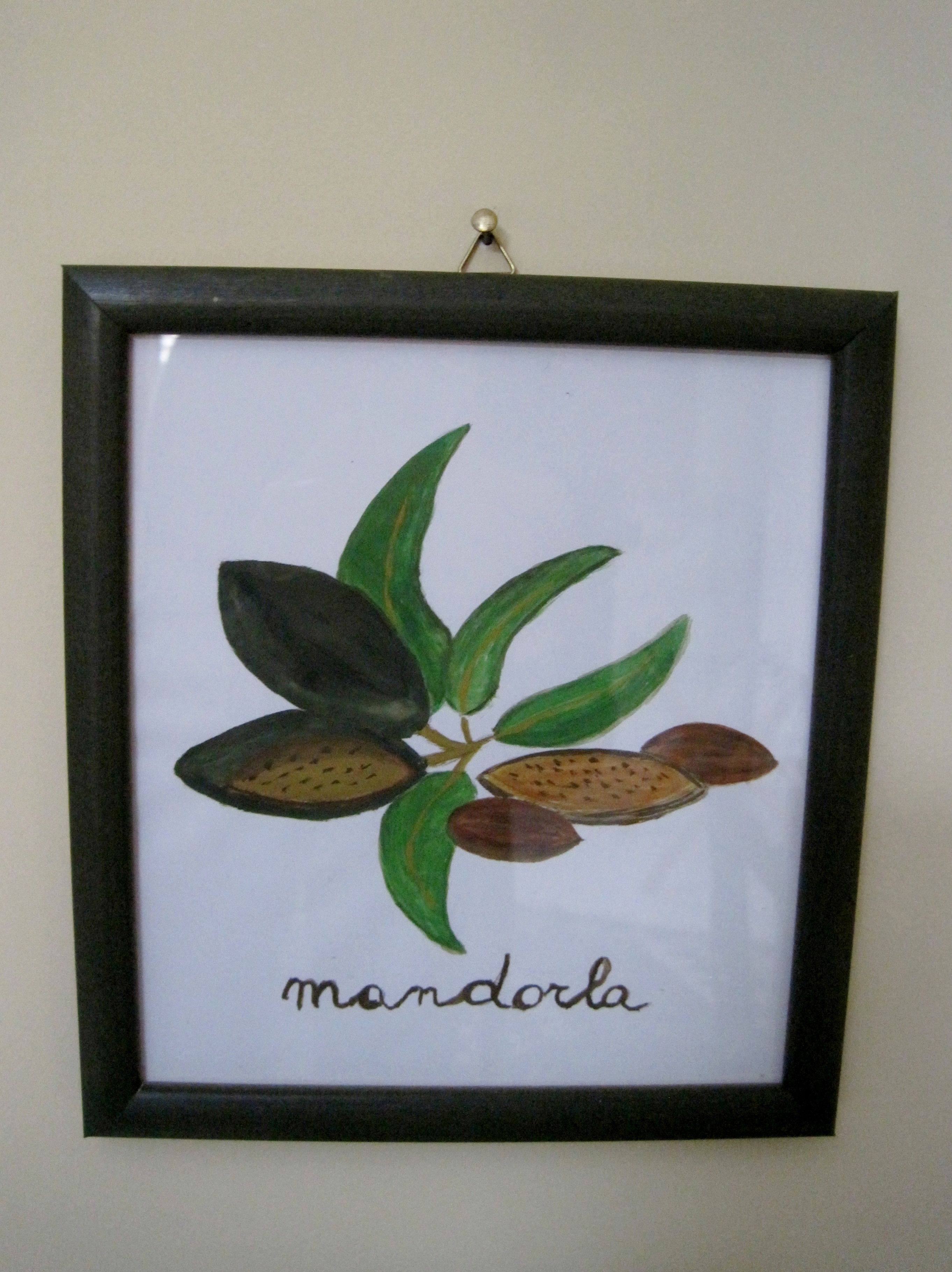 A framed botanical illustration of a plant with the word "mandora" at the bottom.