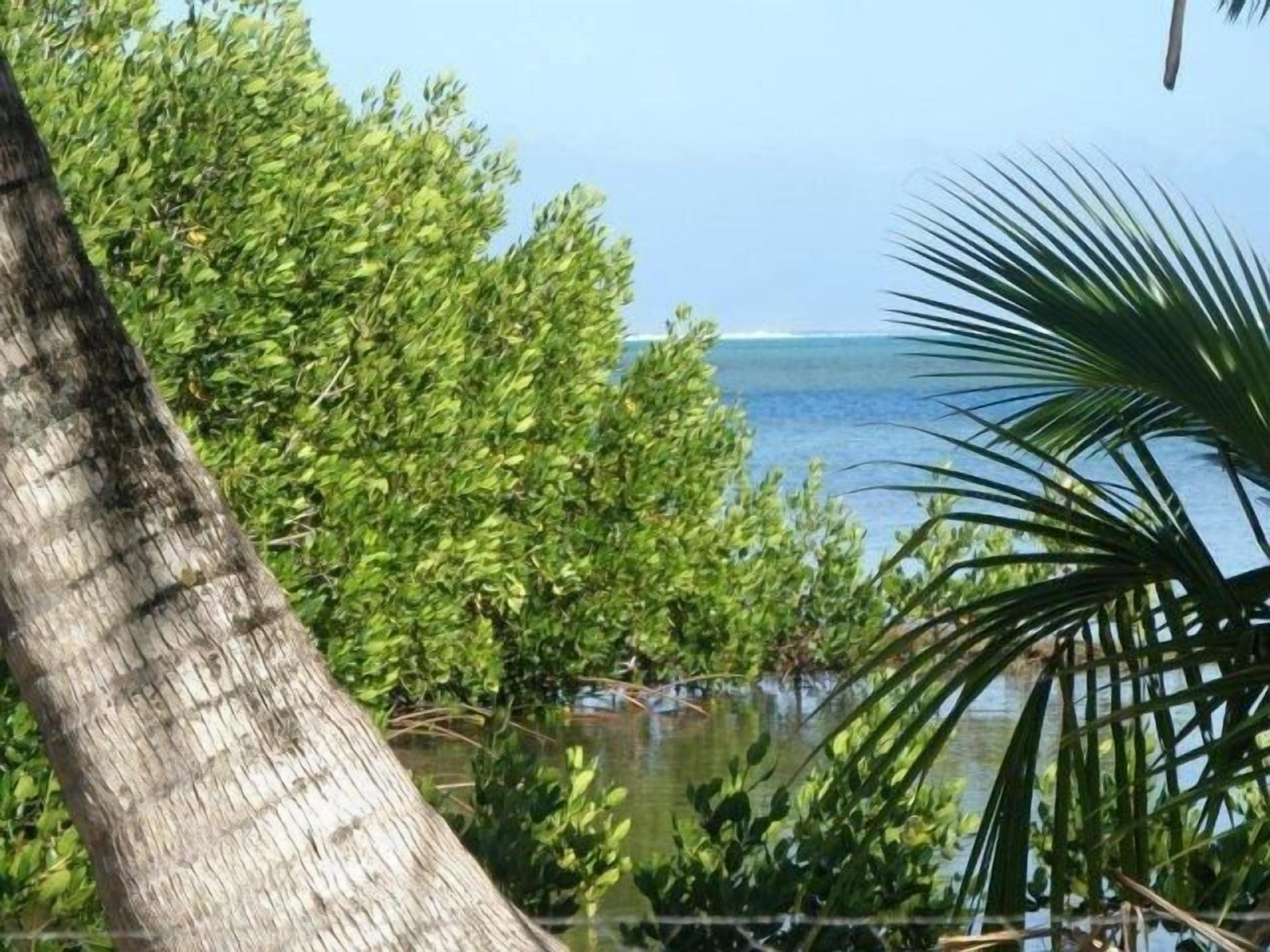A view of a coastal area with dense greenery and a clear view of the ocean.