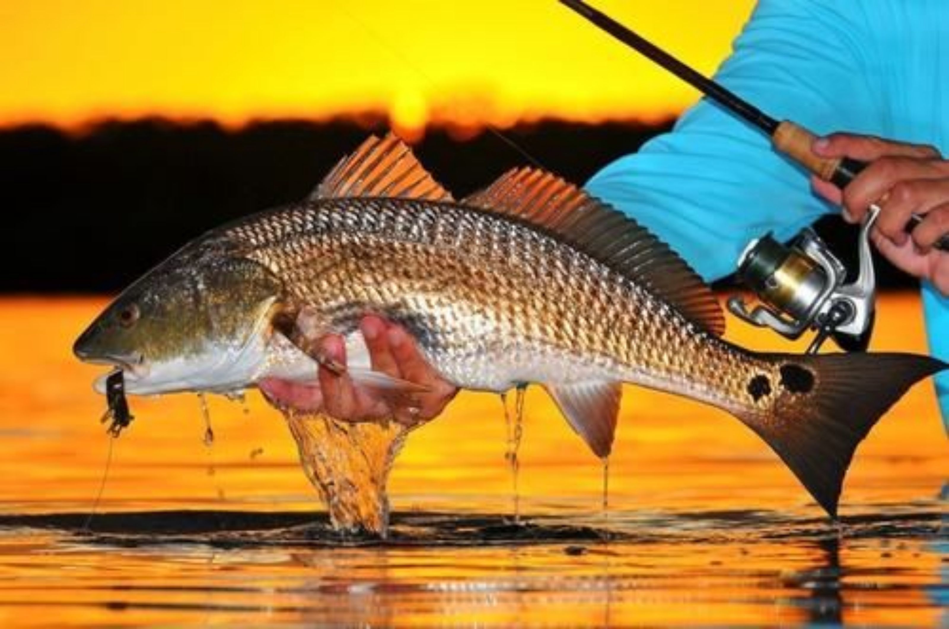 Una persona tiene un pesce con una canna da pesca.