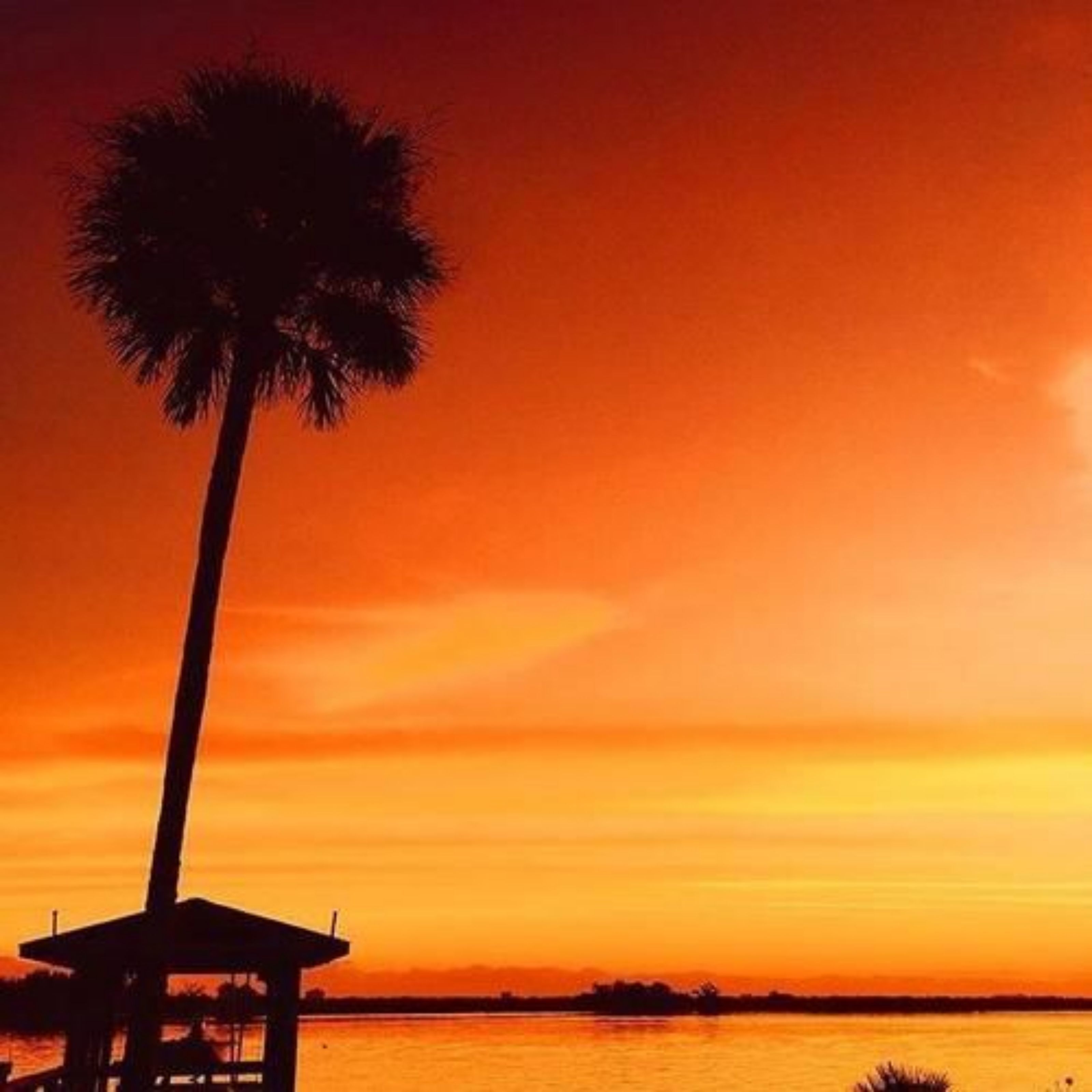 Ein Sonnenuntergang mit einer Palme und einem kleinen Gebäude am Wasser.