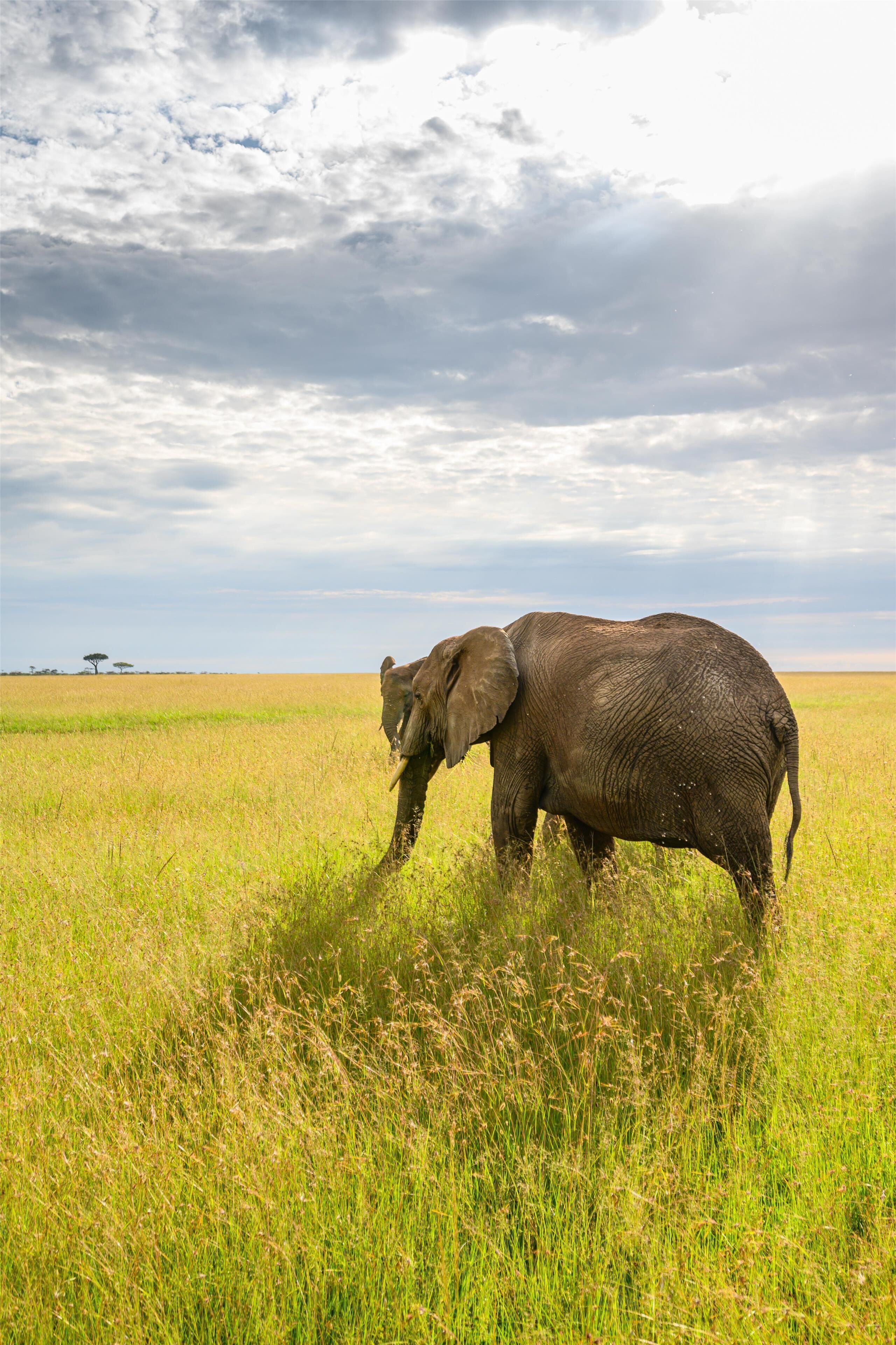 An elephant in a grassy field with a cloudy sky.
