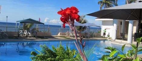 Piscine extérieure, parasols de plage, chaises longues