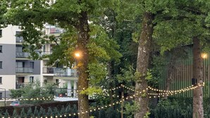 Een erf met bomen, lichtslingers en een klein houten gebouwtje.