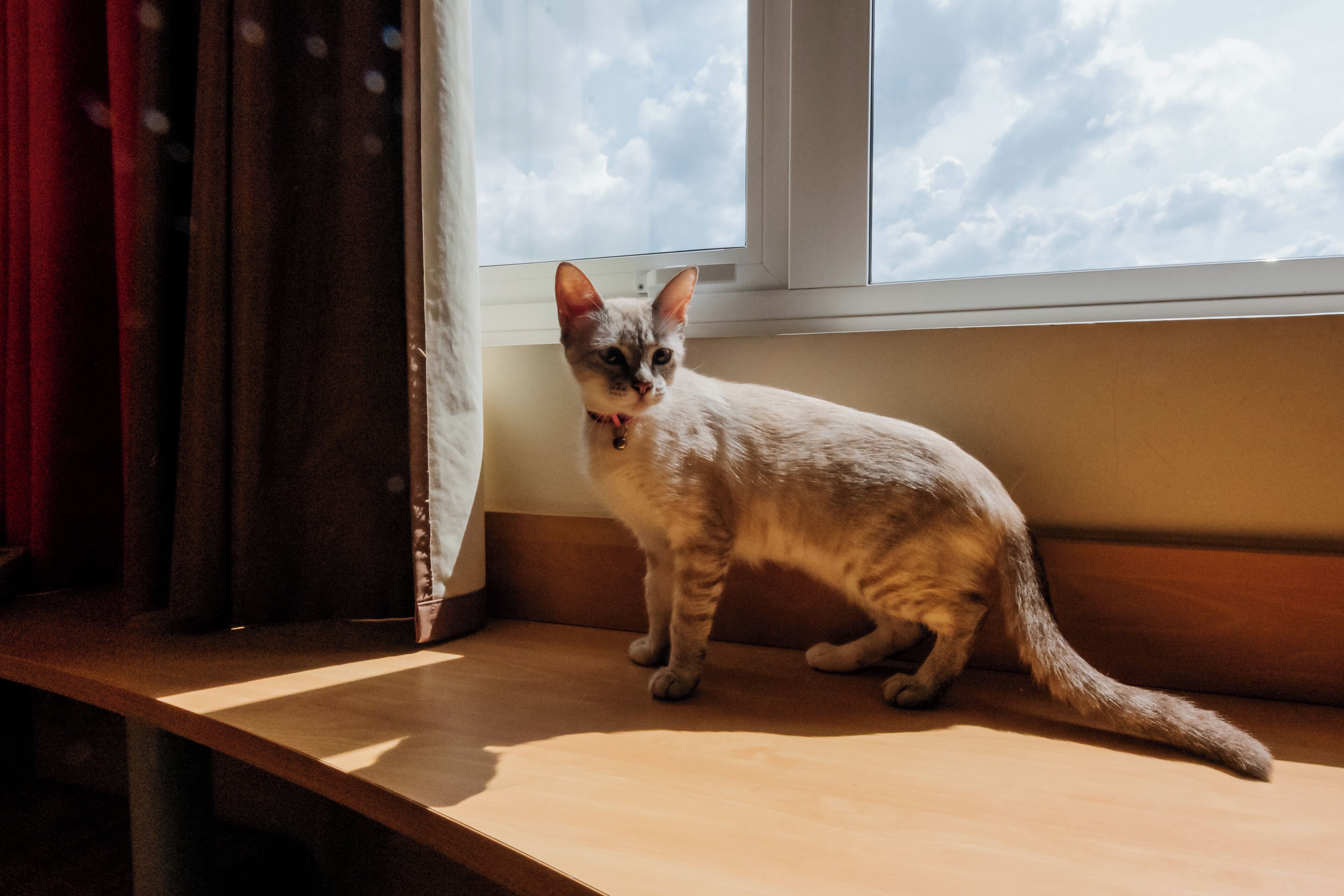 Foto - ibis Novo Hamburgo