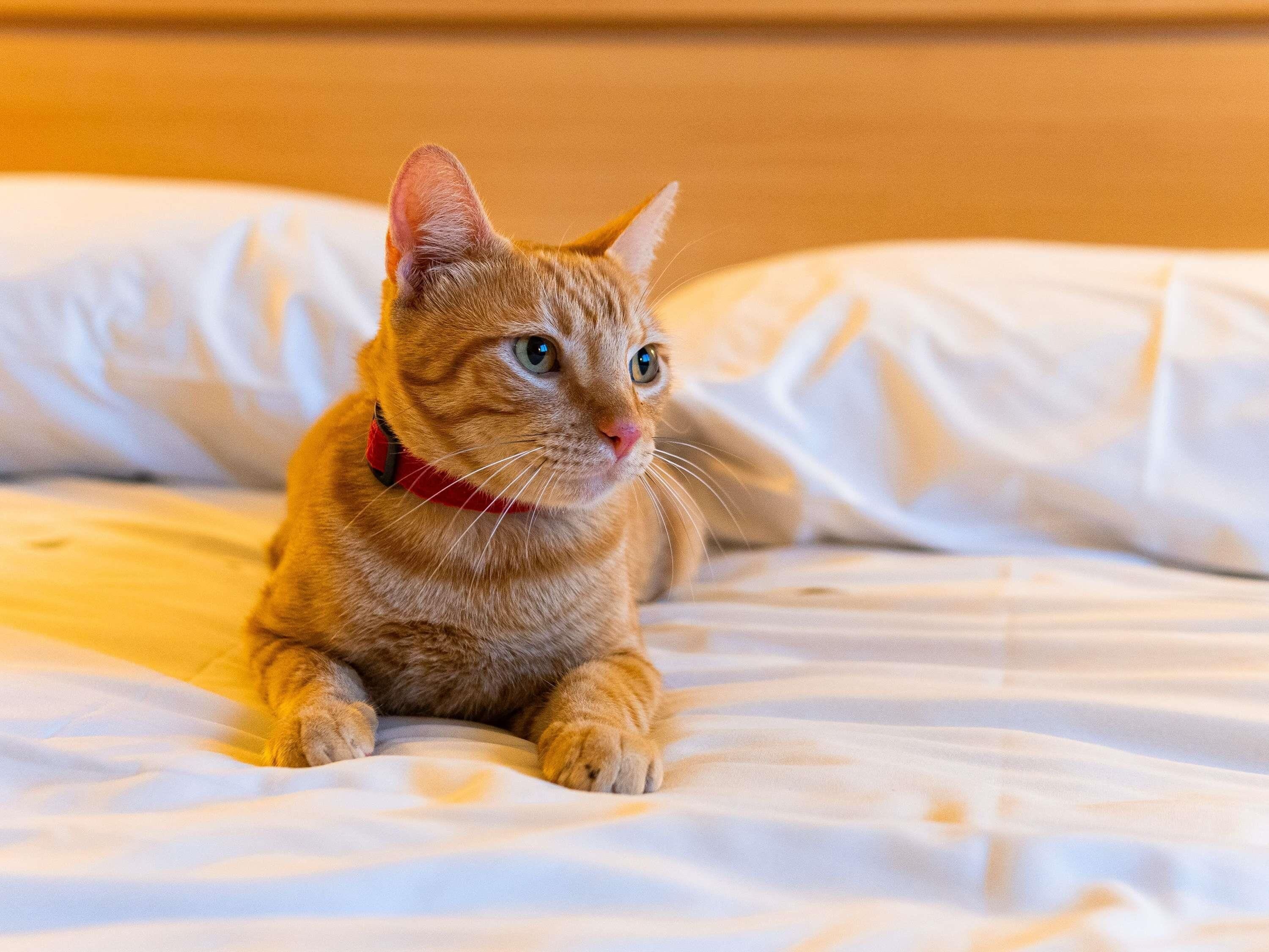 Foto - ibis Novo Hamburgo