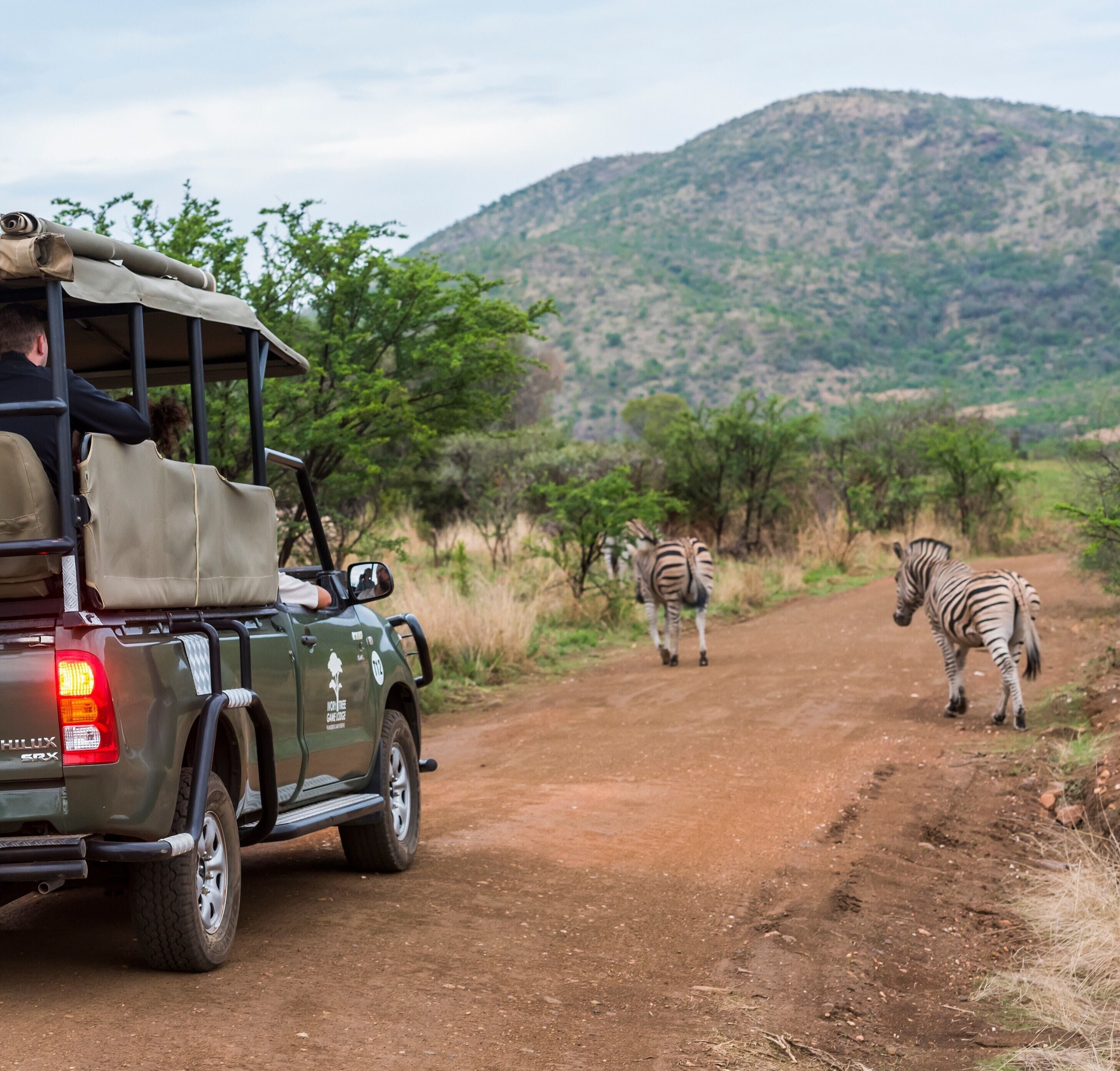 Un véhicule de safari sur un chemin de terre, avec des zèbres en arrière-plan.