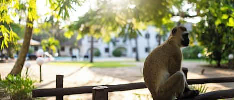A monkey sitting on a wooden bench in a park with greenery and a building in the background.