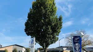 A motel sign with a tree in the foreground. - Alpha Motor Inn (Palmerston North)