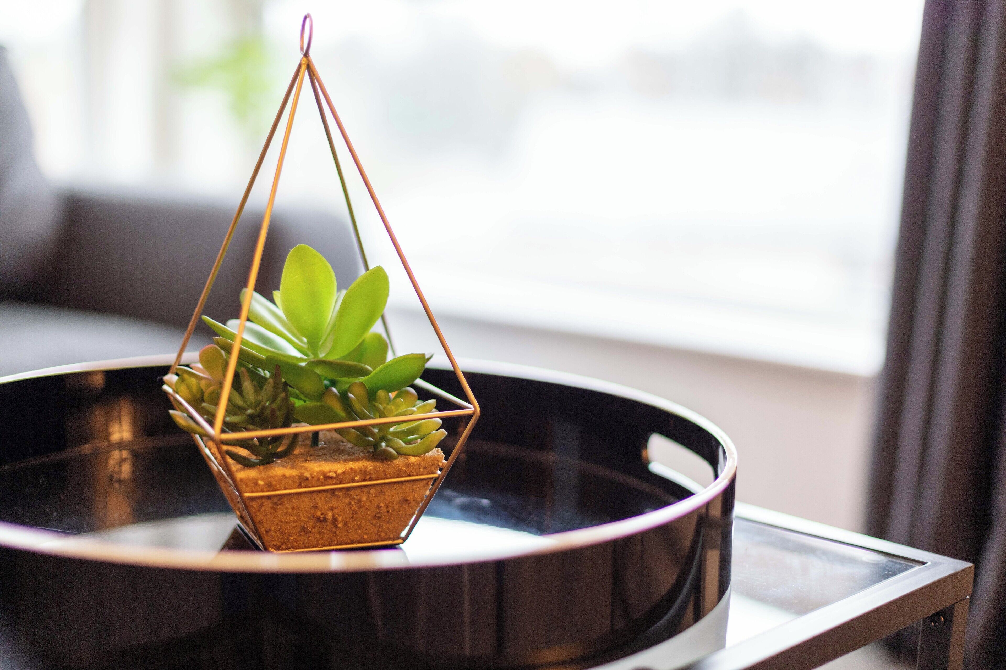A potted plant on a round, reflective tray.