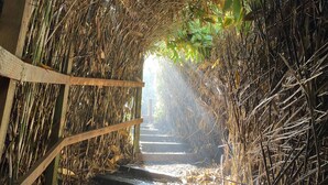 A staircase surrounded by bamboo and dry leaves, leading to a brighter area. - Breathtaking ocean views & adventure at your doorstep (Newport)