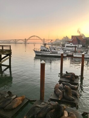 Marina - Breathtaking ocean views & adventure at your doorstep (Newport)